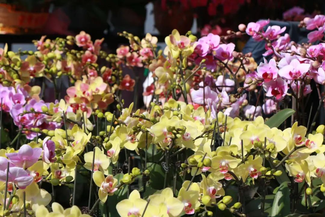 逾30000盆花花花花花花花！文化公園，真靚！