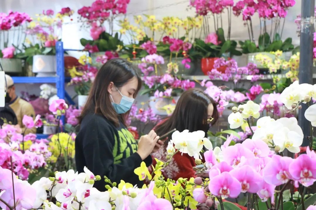 年花低至5元、接駁車增開班次！快來嶺南花卉市場迎春花市買買買