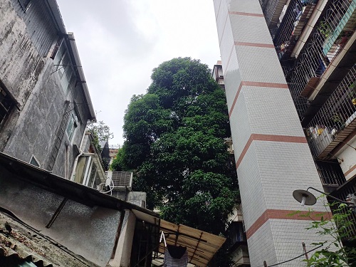 圖2：寶華正中約9號(hào)小區(qū)施工前圖.jpg