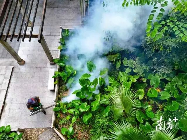 攻堅關鍵期,直擊基孔肯雅熱防控一線_南方+_南方plus