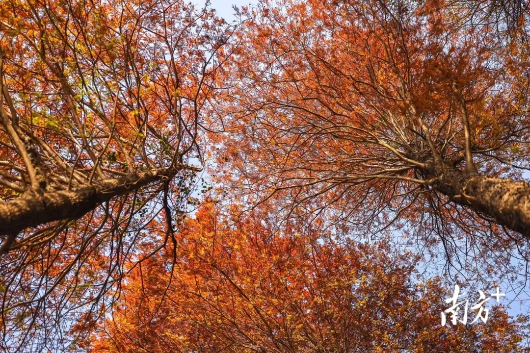 Guangzhou sees its second-earliest autumn this century